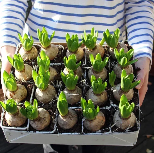 Diviser pour mieux fleurir : la magie des bulbes à l'automne