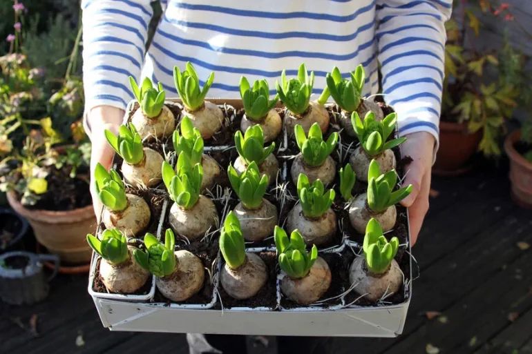 Diviser pour mieux fleurir : la magie des bulbes à l'automne