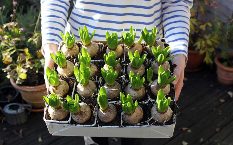 Diviser pour mieux fleurir : la magie des bulbes à l'automne