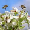 Guêpes, frelons et abeilles : des frères en armure au service de la nature