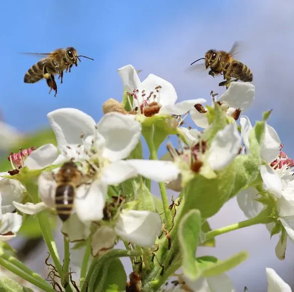 Guêpes, frelons et abeilles : des frères en armure au service de la nature