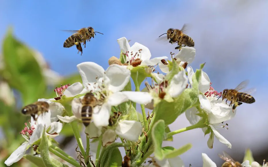 Guêpes, frelons et abeilles : des frères en armure au service de la nature