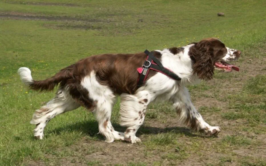 Héra retrouve son maître après douze années : un émouvant récit de retrouvailles
