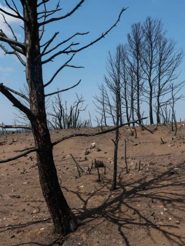 Incendie dévastateur dans l'Aude : une lutte ardente pour la nature