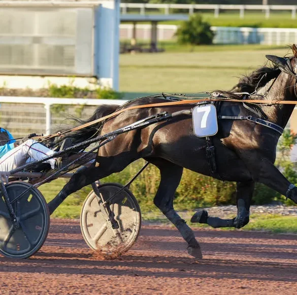 Kung Fu Quick remporte la cinquième place avec autorité