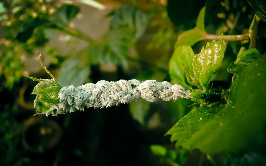 La cochenille pulvinaire de l'hortensia : un parasite invisible qui peut affaiblir vos plantes