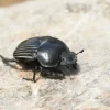 Le bousier : l'insecte coprophage au service de la nature
