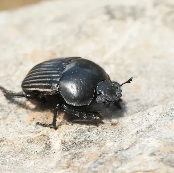 Le bousier : l'insecte coprophage au service de la nature