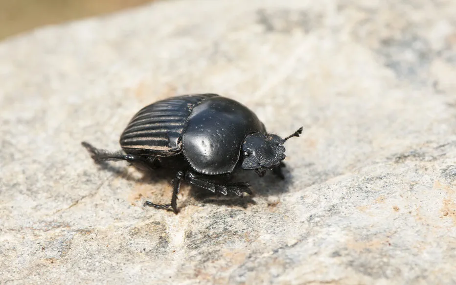 Le bousier : l'insecte coprophage au service de la nature