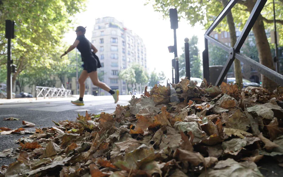 Le « faux automne » : un spectacle coloré mais prématuré
