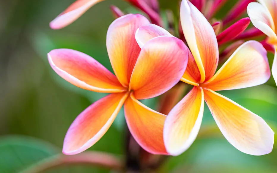 Le Frangipanier : Un Arbuste Enchantant pour un Jardin Parfumé
