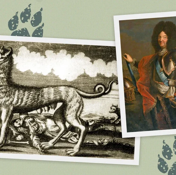 Le grand retour du loup en Île-de-France : un symbole de la nouvelle perception populaire