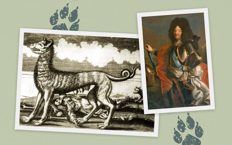 Le grand retour du loup en Île-de-France : un symbole de la nouvelle perception populaire