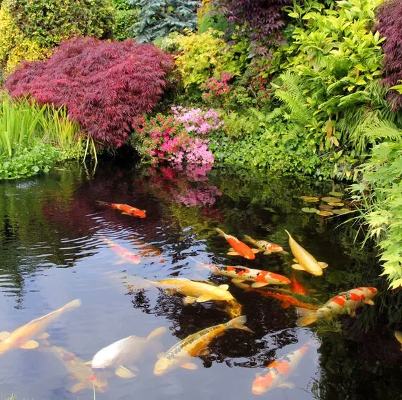 Le jardin aquatique : un havre de paix et de beauté à créer et entretenir