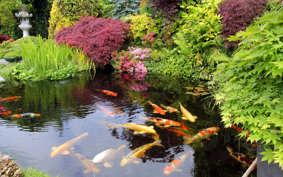 Le jardin aquatique : un havre de paix et de beauté à créer et entretenir