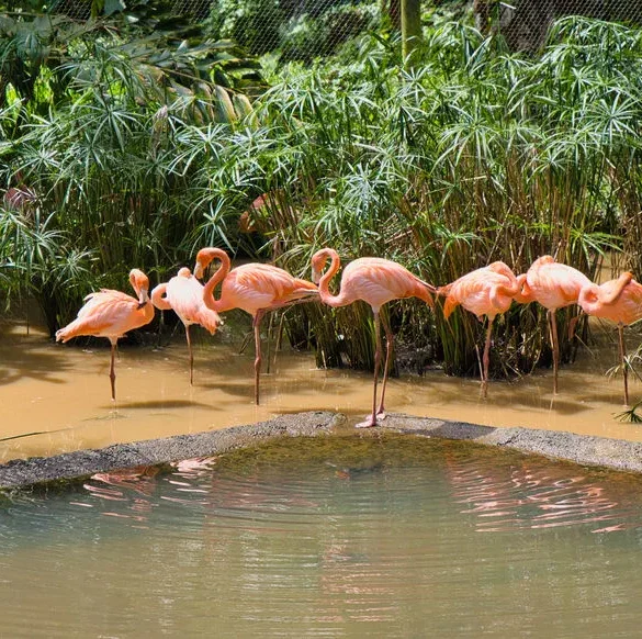 Le Jardin Botanique de Valombreuse : Un Paradis Tropical en Guadeloupe
