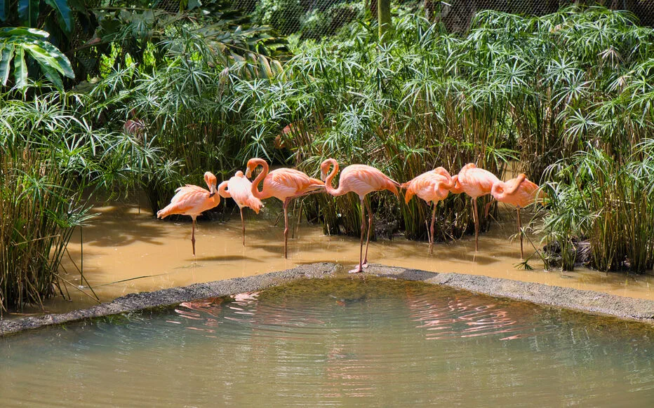 Le Jardin Botanique de Valombreuse : Un Paradis Tropical en Guadeloupe
