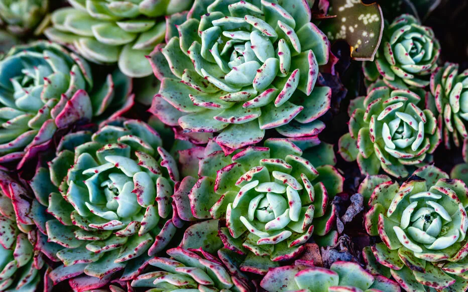Le jardin secret de Lyon : un oasis caché par l'artiste réfugiés Jules Senis