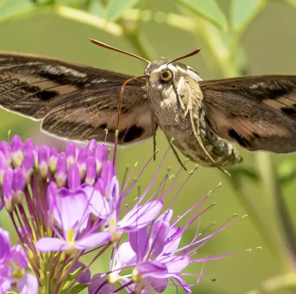 Le mystérieux Sphinx colibri : un papillon à l'apparence énigmatique