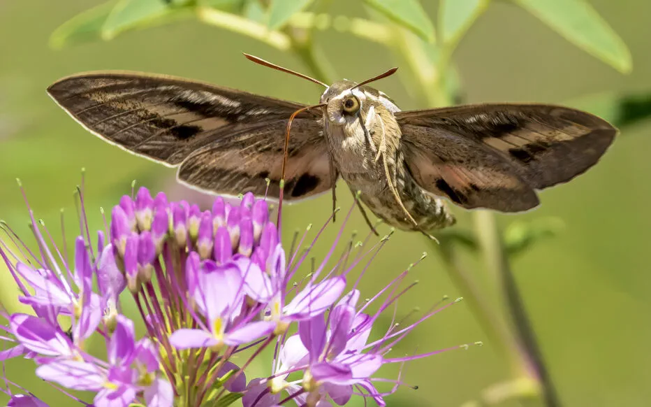 Le mystérieux Sphinx colibri : un papillon à l'apparence énigmatique