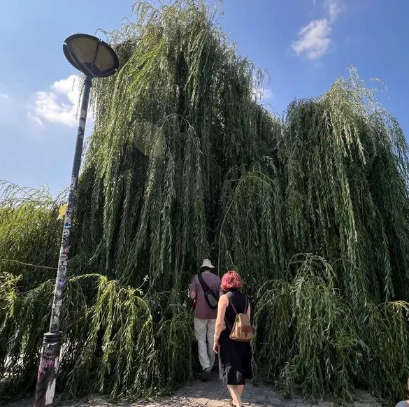 Les Arbres Remarquables : Une Passion Inattendue