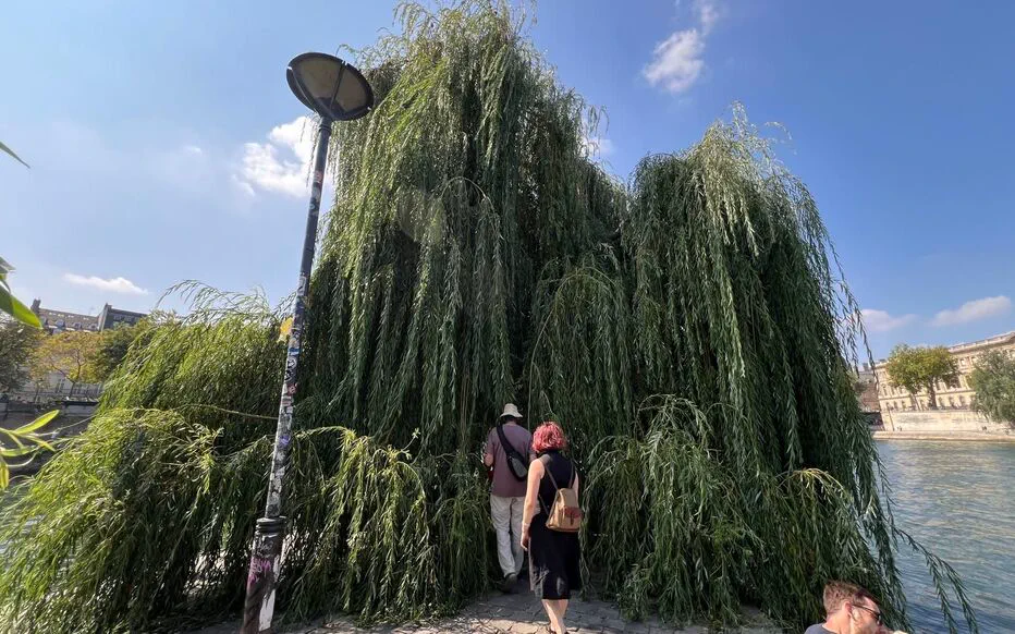 Les Arbres Remarquables : Une Passion Inattendue