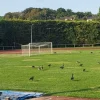 Les bernaches chassées du terrain du stade Alain-Fournier à Draveil