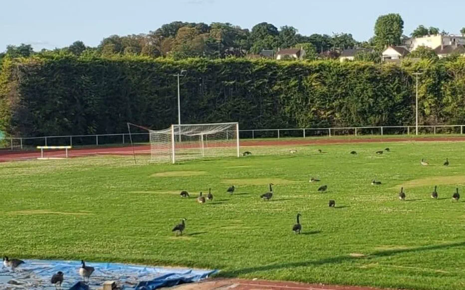 Les bernaches chassées du terrain du stade Alain-Fournier à Draveil