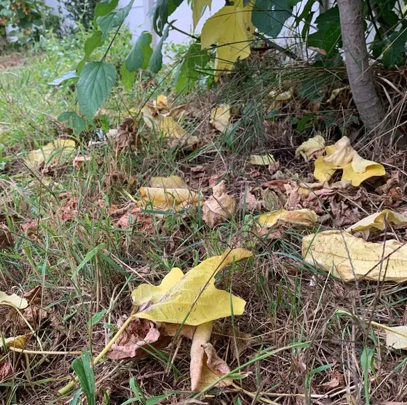 Les couleurs vives de l'automne font leur apparition en France, anticipant le changement climatique