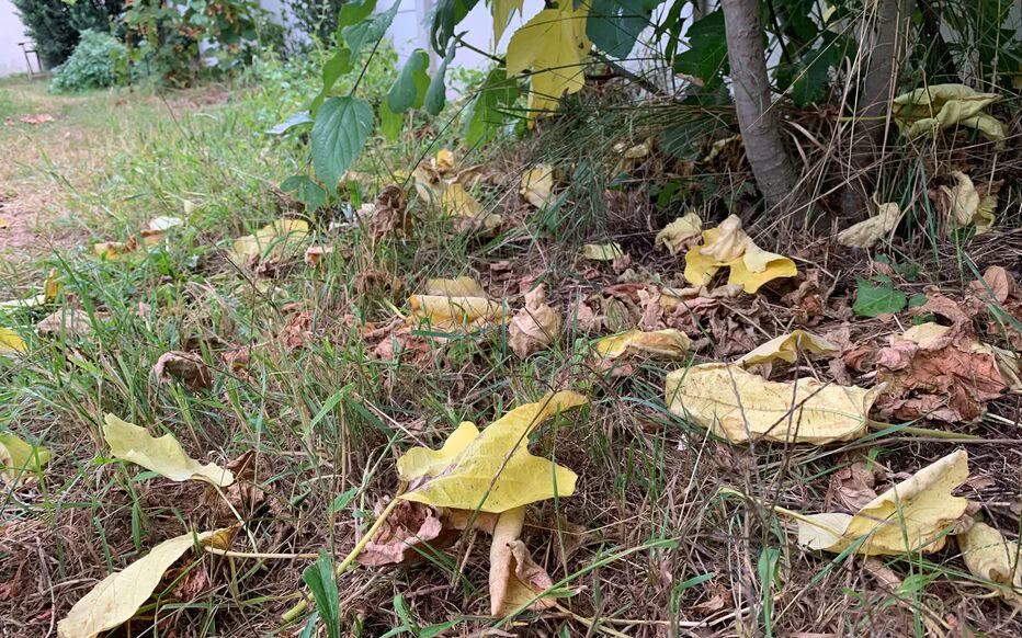 Les couleurs vives de l'automne font leur apparition en France, anticipant le changement climatique