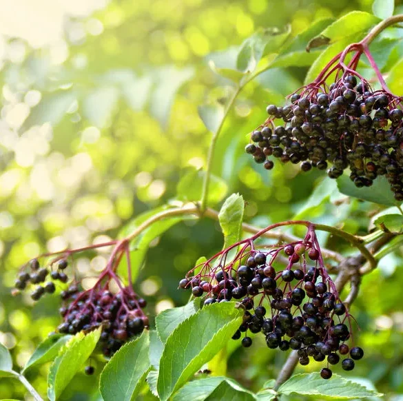 Les herbes aromatiques : des compagnons précieux pour un jardin durable