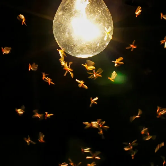 Les lampes solaires et les projecteurs tuent un tiers des insectes