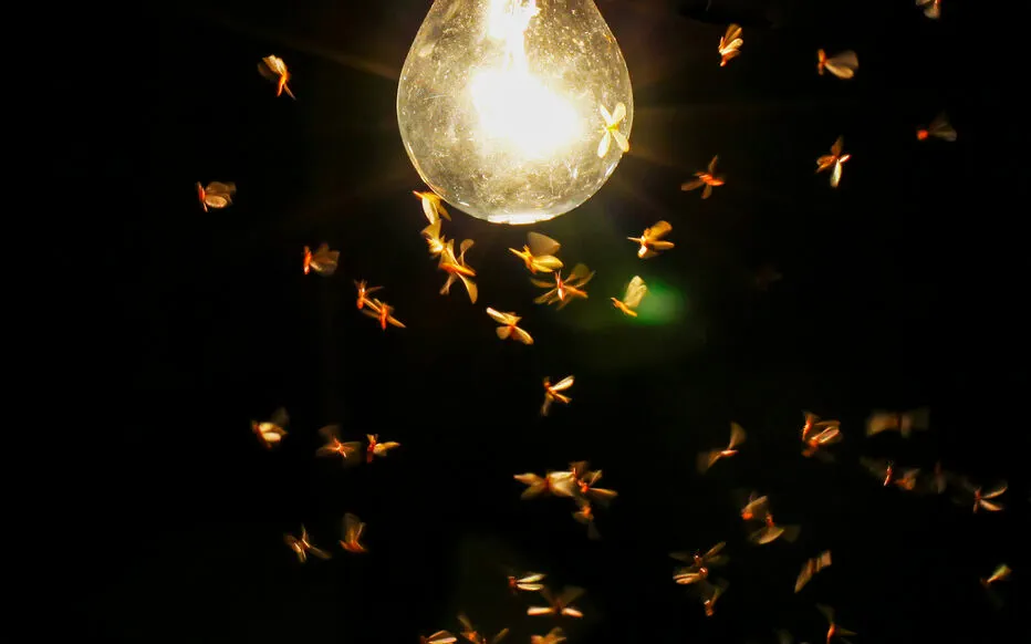 Les lampes solaires et les projecteurs tuent un tiers des insectes