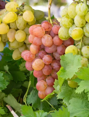 Les Raisins, une Delicacie Multiforme