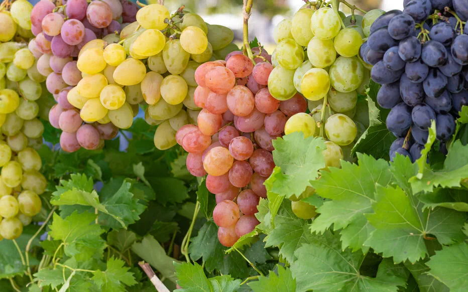 Les Raisins, une Delicacie Multiforme