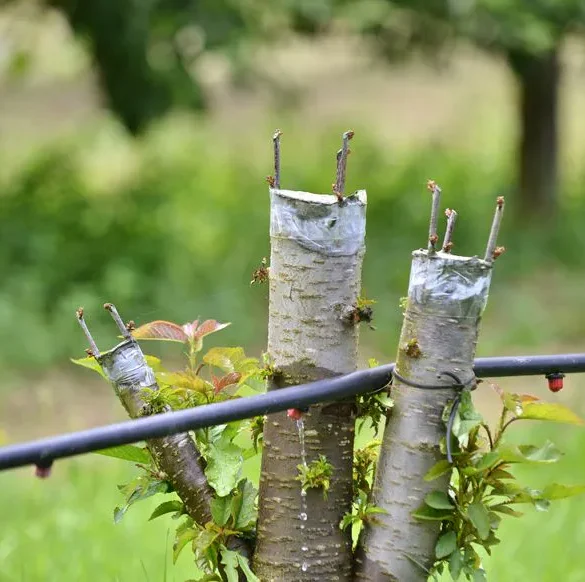 Les secrets de la greffe en incrustation : un processus fascinant