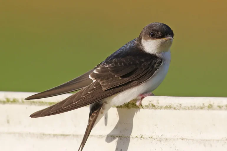 L'Hirondelle de Fenêtre : Un Spectacle Graciieux en Vol