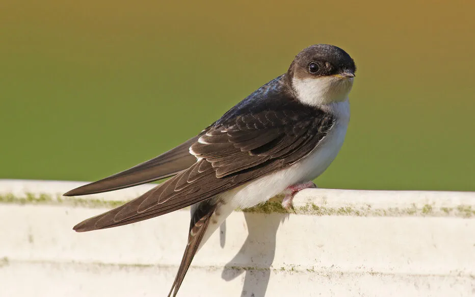 L'Hirondelle de Fenêtre : Un Spectacle Graciieux en Vol