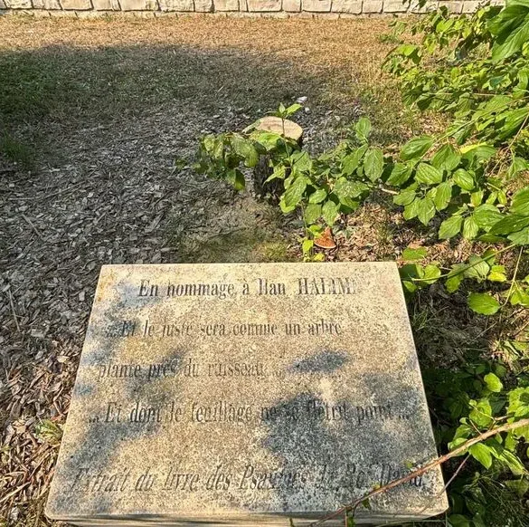 L'olivier de la mémoire tronqué, le choc et l'incompréhension