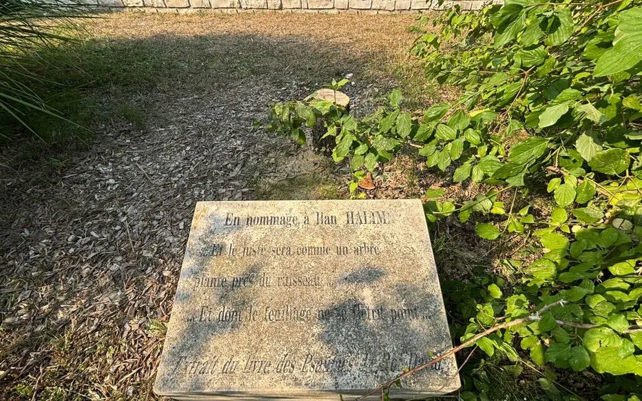 L'olivier de la mémoire tronqué, le choc et l'incompréhension