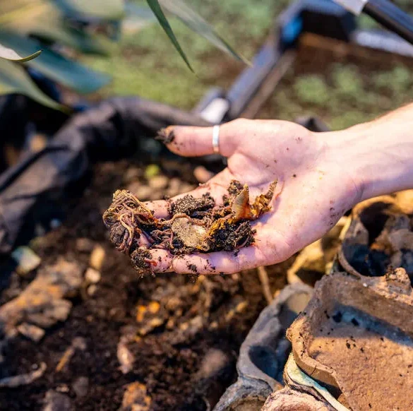 L'urine, un puissant activateur de compost