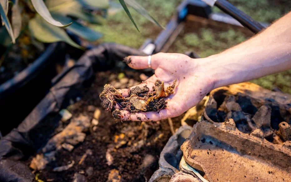 L'urine, un puissant activateur de compost