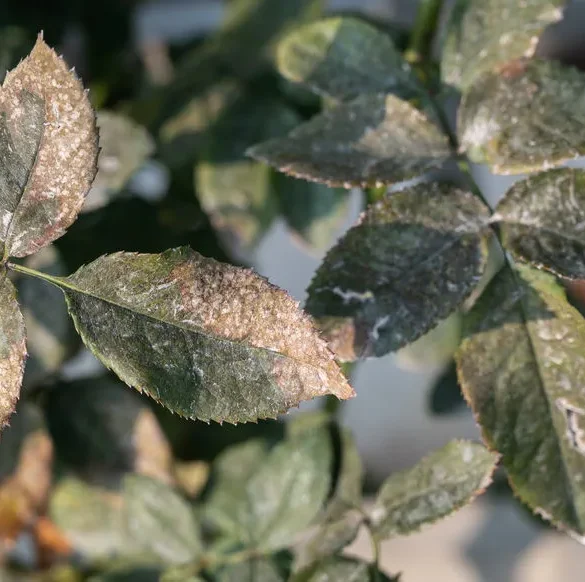 Maladies des rosiers : comment les reconnaitre et y faire face
