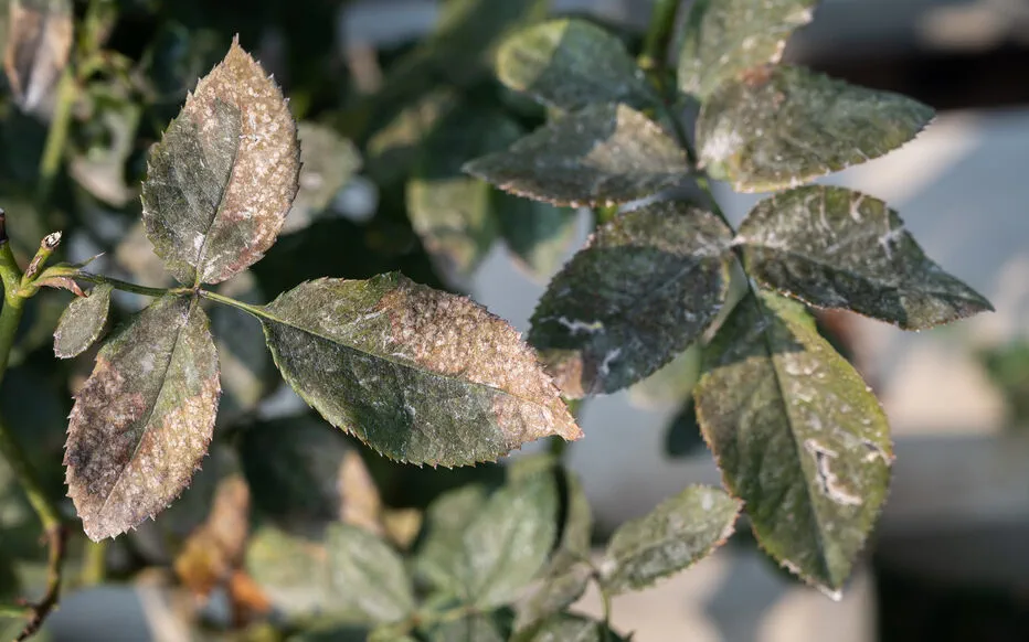 Maladies des rosiers : comment les reconnaitre et y faire face