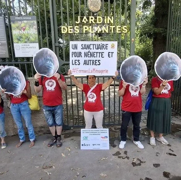 Nénette, l'orang-outan confinée à Paris, demande à sortir
