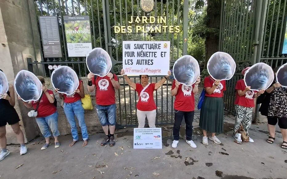 Nénette, l'orang-outan confinée à Paris, demande à sortir
