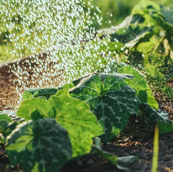 Préparez-vous aux restrictions hydriques : évitez les pièges pour économiser l'eau cet été