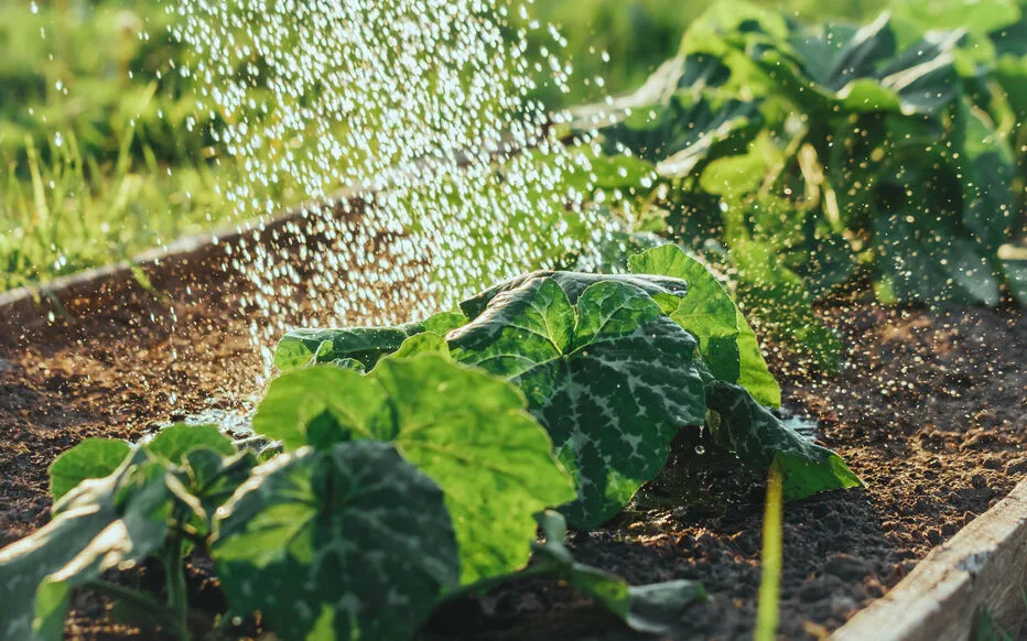 Préparez-vous aux restrictions hydriques : évitez les pièges pour économiser l'eau cet été