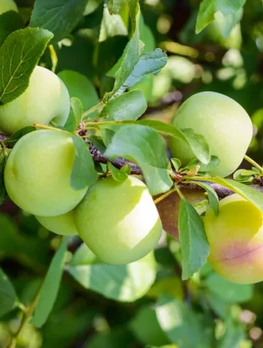 Profitez au maximum de votre jardin estival