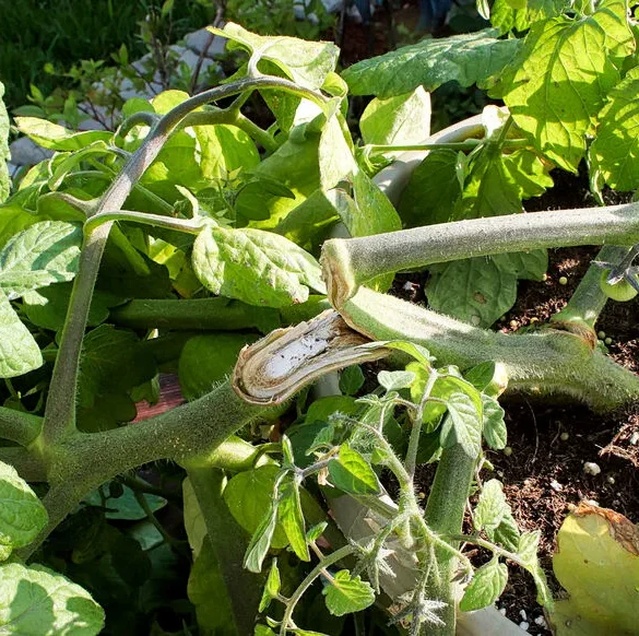 Sauver les plantes après une tempête : astuces pour remoudre vos tomates